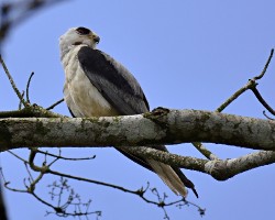 Elanus leucurus