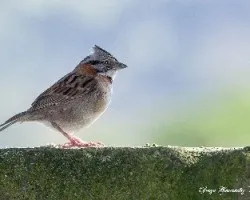 Zonotrichia capensis