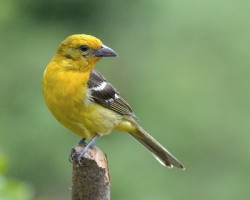 Piranga bidentata