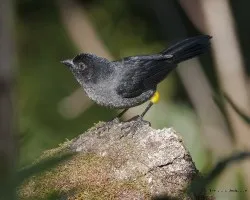 Pselliophorus tibialis