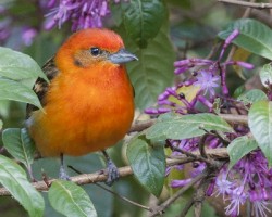 Piranga bidentata