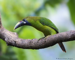 Aulacorhynchus prasinus
