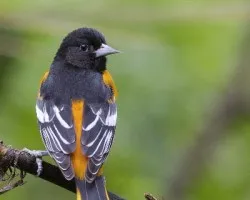 Icterus galbula