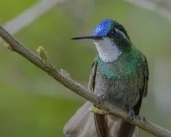 Lampornis castaneoventris