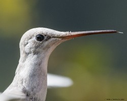 Eugenes spectabilis