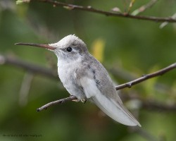 Eugenes spectabilis