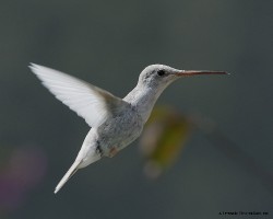 Eugenes spectabilis