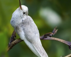 Eugenes spectabilis
