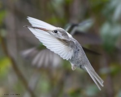 Eugenes spectabilis