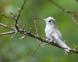 Eugenes spectabilis