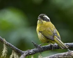 Chlorospingus pileatus