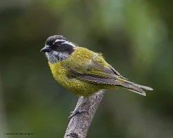 Chlorospingus pileatus