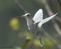 Eugenes spectabilis