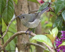 Diglossa plumbea