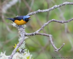 Euphonia elegantissima