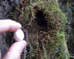 Mionectes oleagineus