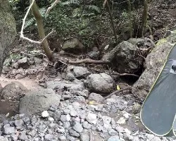 Escondite y nido de Mionectes oleagineus