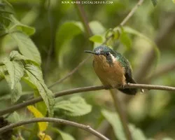 Lampornis castaneoventris