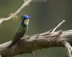 Lampornis castaneoventris