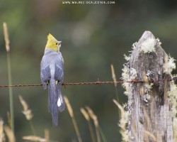 Ptilogonys caudatus