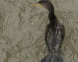 Phalacrocorax brasilianus