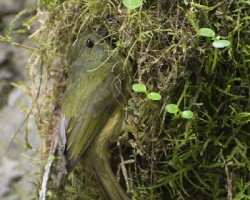 Mionectes oleagineus