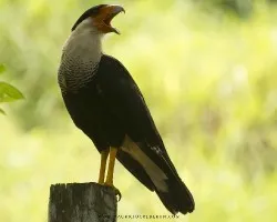 Caracara cheriway