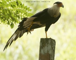 Caracara cheriway