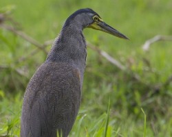 Tigrisoma mexicanum