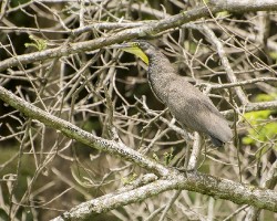Tigrisoma mexicanum