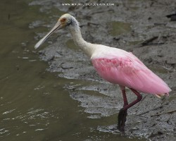 Platalea ajaja