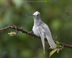 Eugenes spectabilis