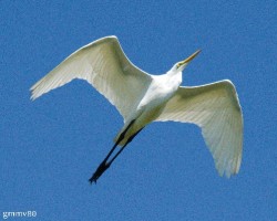 Ardea alba