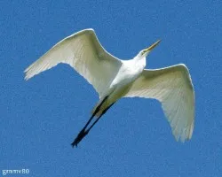 Ardea alba