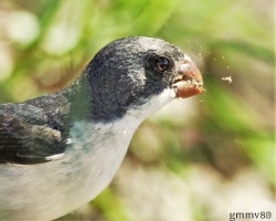 Sporophila leucoptera