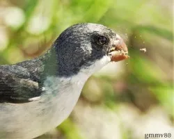 Sporophila leucoptera
