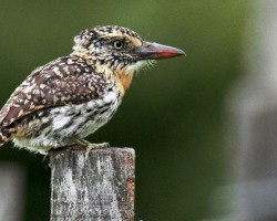 Nystalus maculatus