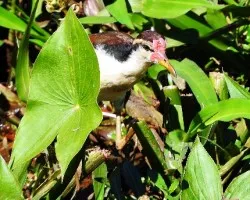 Jacana jacana