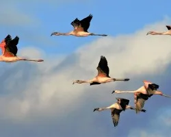 Phoenicopterus chilensis