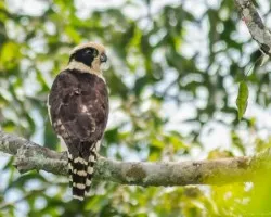 Herpetotheres cachinnans