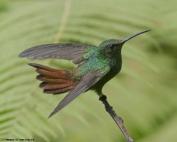 Amazilia tzacatl