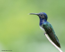 Florisuga mellivora