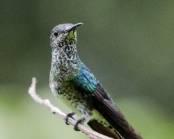 Florisuga mellivora
