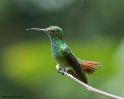 Amazilia tzacatl