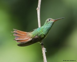 Amazilia tzacatl