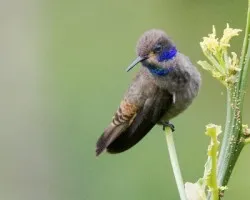 Colibri delphinae