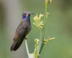 Colibri delphinae