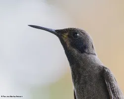Colibri delphinae