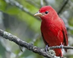 Piranga rubra