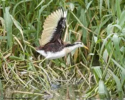 Jacana spinosa
